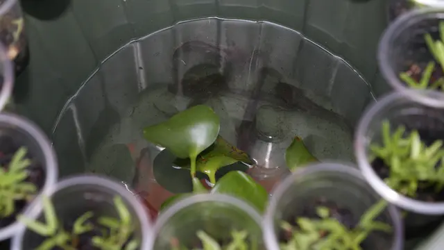 Mengenal Budikdamber, Bisa Berkebun dan Budidaya Ikan Sekaligus dalam Ember