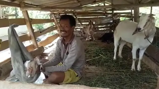 Kambing mata satu