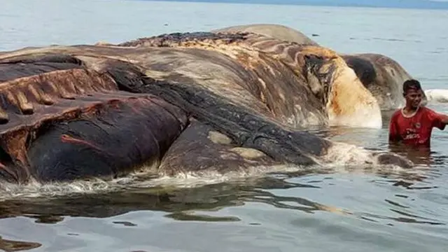Bangkai makhluk raksasa yang terdampar di pantai Maluku