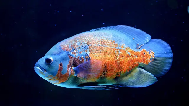 Ikan Oscar