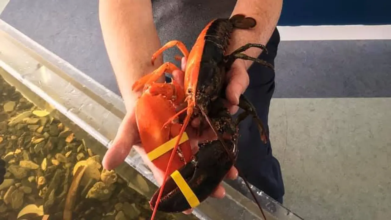 Lobster super langka dengan dua warna. (Maine Coastal for Fisheries Facebook)