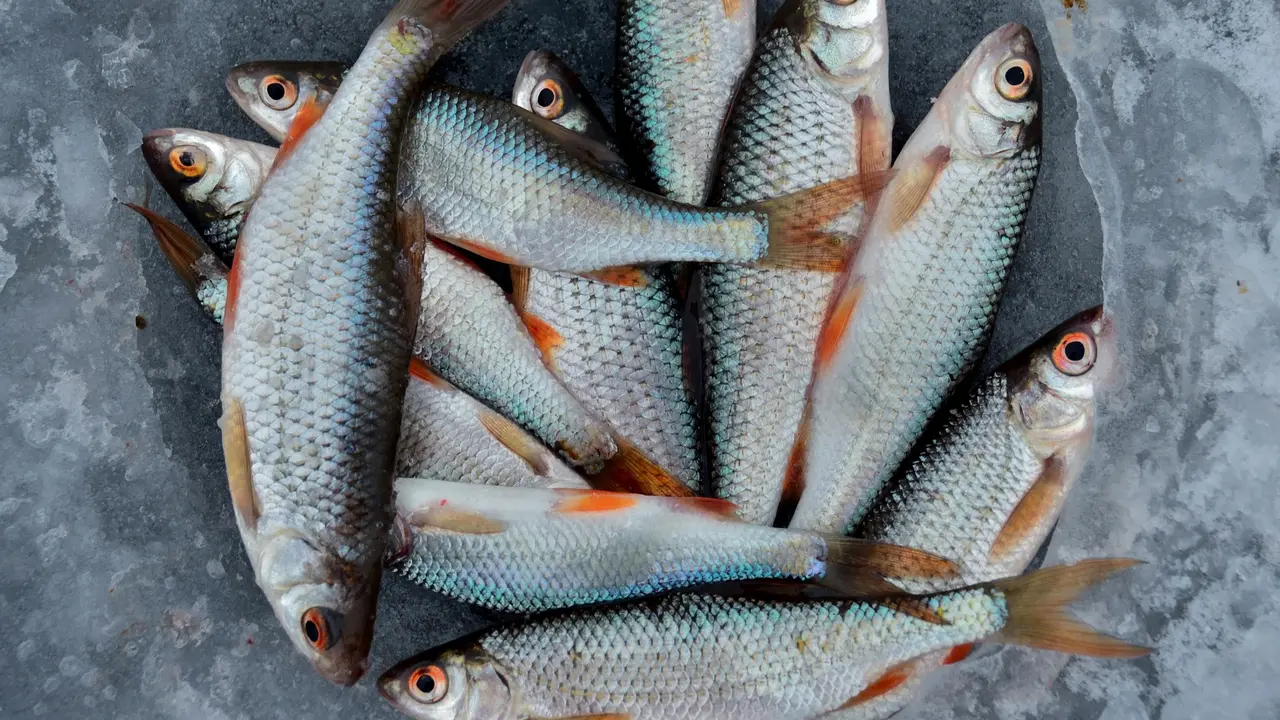 Tips Praktis Hilangkan Bau Amis Ikan dengan Bahan Dapur Sederhana