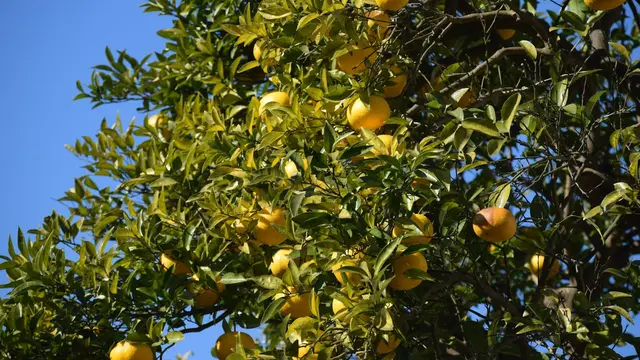 Pohon Yuzu