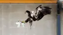 Seekor Elang tampak mencengkram Drone yang berterbangang di Rotterdam , Belanda 29 Januari 2016. Hal ini untuk mengurangi tindakan para pemakai drone ilegal di Belanda. (REUTERS / Nederlands Politie )