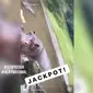 Video yang memperlihatkan beberapa remaja cekoki hewan dengan minuman keras di Taman Safari ini langsung viral! (Foto: Screenshot Instagram)
