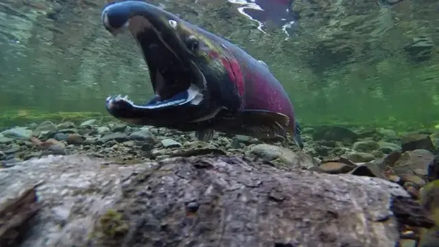 Salmon Pasifik