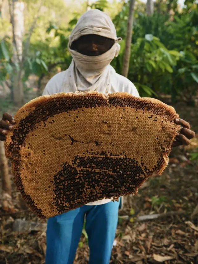 [Fimela] Panen Madu Hutan Flores