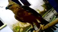 Perdagangan 'Garuda' Ilegal
