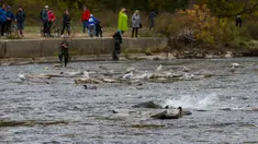 Warga menyaksikan sejumlah ikan salmon bermigrasi ke lokasi untuk bertelur di Sungai Humber di Toronto, Kanada, 18 Oktober 2020. Setiap musim gugur, ribuan ikan salmon di banyak sungai di Ontario berenang menuju ke hulu untuk bertelur, menarik perhatian warga juga para pemancing. (Xinhua/Zou Zheng)