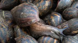 Siput-siput yang dijual di sebuah pasar di Abidjan, Pantai Gading, Kamis (16/3). Siput menjadi salah satu hewan yang biasa dikonsumsi di daerah tersebut. (AFP PHOTO / ISSOUF Sanogo)