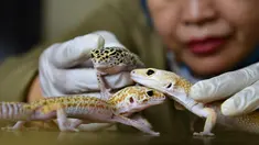 Petugas Balai Konservasi Sumber Daya Alam (BKSDA) Aceh memegang tokek macan tutul di Banda Aceh, Senin, Senin (22/7/2019). Seorang warga Kota Sabang menyerahkan empat tokek macan tutul peliharaannya kepada pihak BKSDA Aceh. (CHAIDEER MAHYUDDIN/AFP)