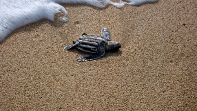 Pantai Ngurtafur, Kepulauan Kei