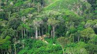 Suku pribumi yang mengisolasi diri di hutan hujan Amazon, Brasil (Wikimedia / Creative Commons)