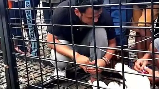 Buaya