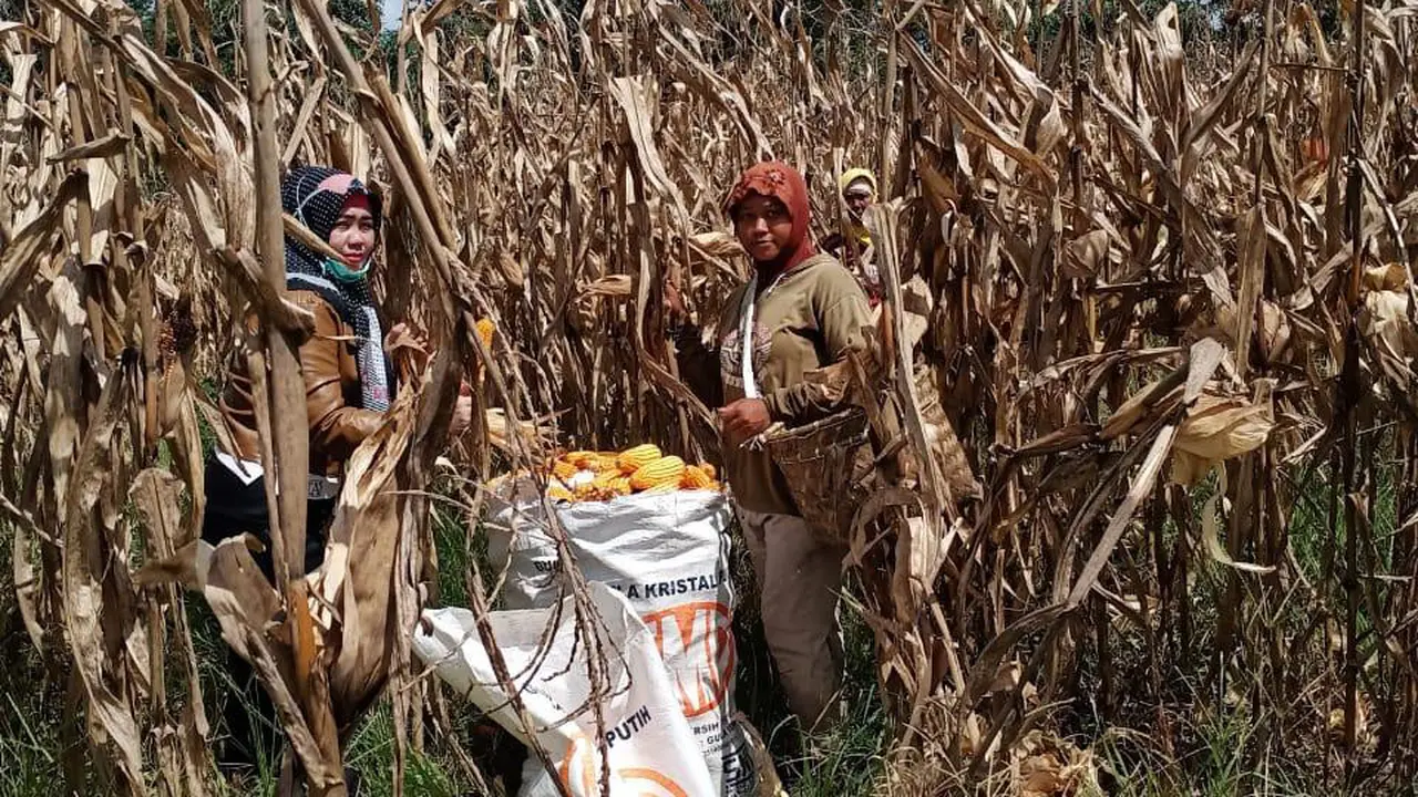 Di Tengah Wabah Covid-19, Petani Oku Selatan Siap Panen Raya