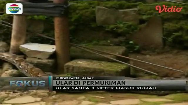 Ular sanca ini di diduga turun dari hutan yang tidak jauh dari pemukimanan untuk mencari makan.