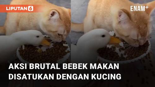 VIDEO: Makan Sepiring Berdua, Aksi Brutal Bebek Disatukan dengan Kucing Bikin Netizen Emosi