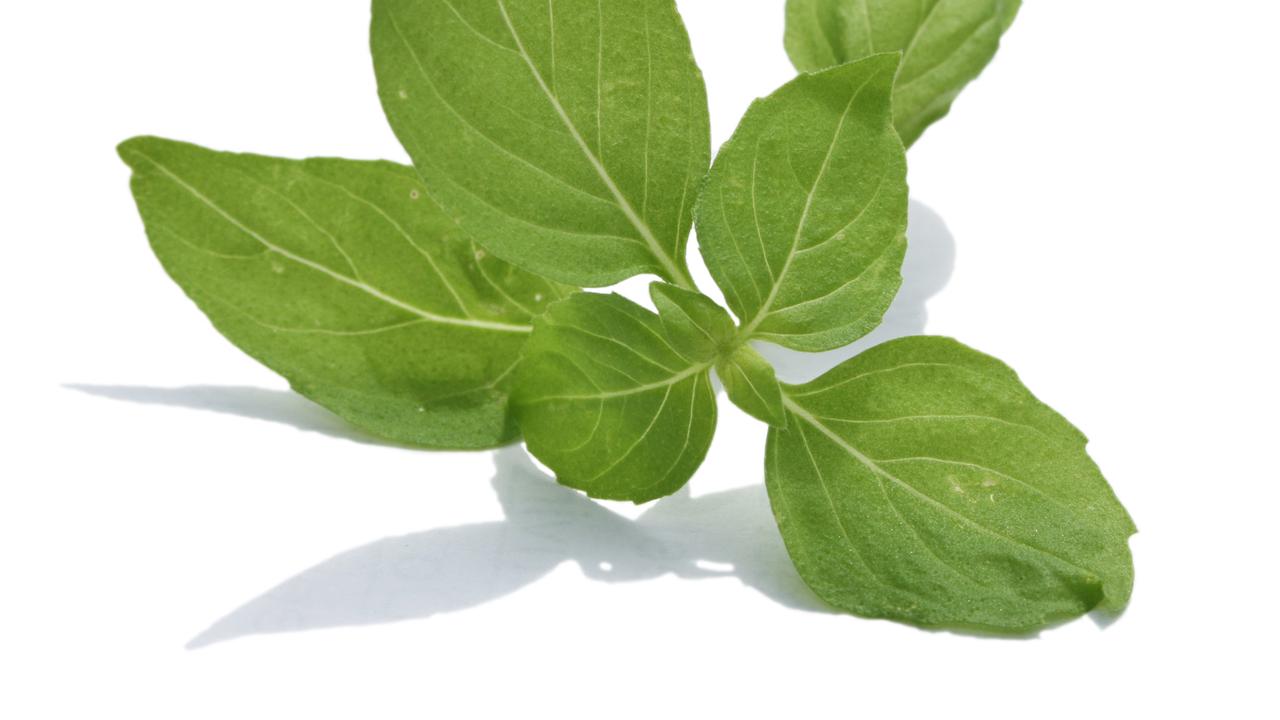 Cara Menyimpan Kemangi