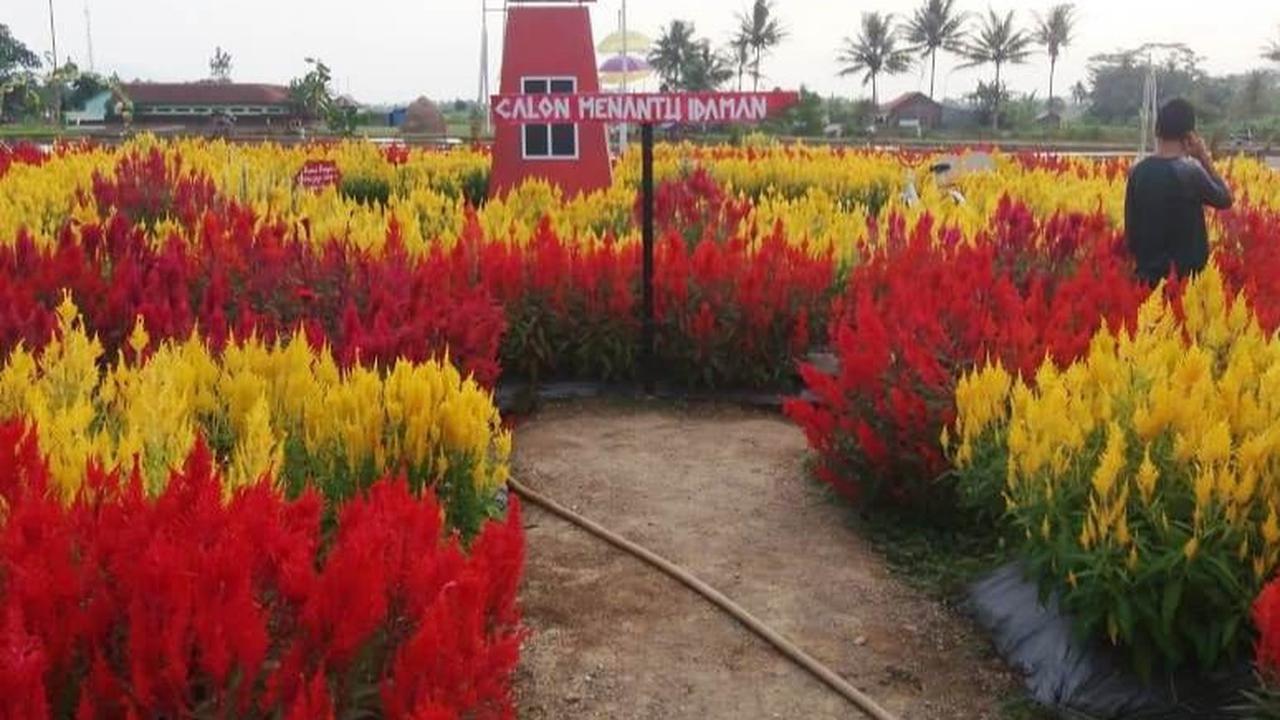 3. Taman Bunga Celosia <br>