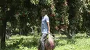 Seorang petani membawa lengkeng di sebuah kebun di pinggiran Jammu, India, Sabtu, 19 Juni 2021. Lengkeng dikenal sebagai buah yang menyejukkan di musim panas dan sangat diminati di musim panas. (AP Photo/Channi Anand)