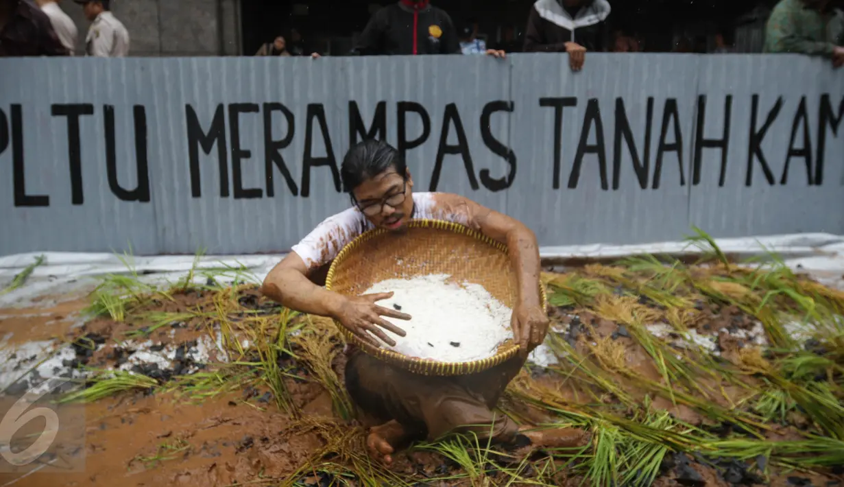 Petani menunjukkan padi saat menggelar aksi menanam padi di depan Kedubes Jepang, Jakarta, Senin (5/12). Mereka menuntut ganti rugi paska penutupan akses lahan pertanian mereka karena pembangunan PLTU batu bara Batang. (Liputan6.com/Faizal Fanani)