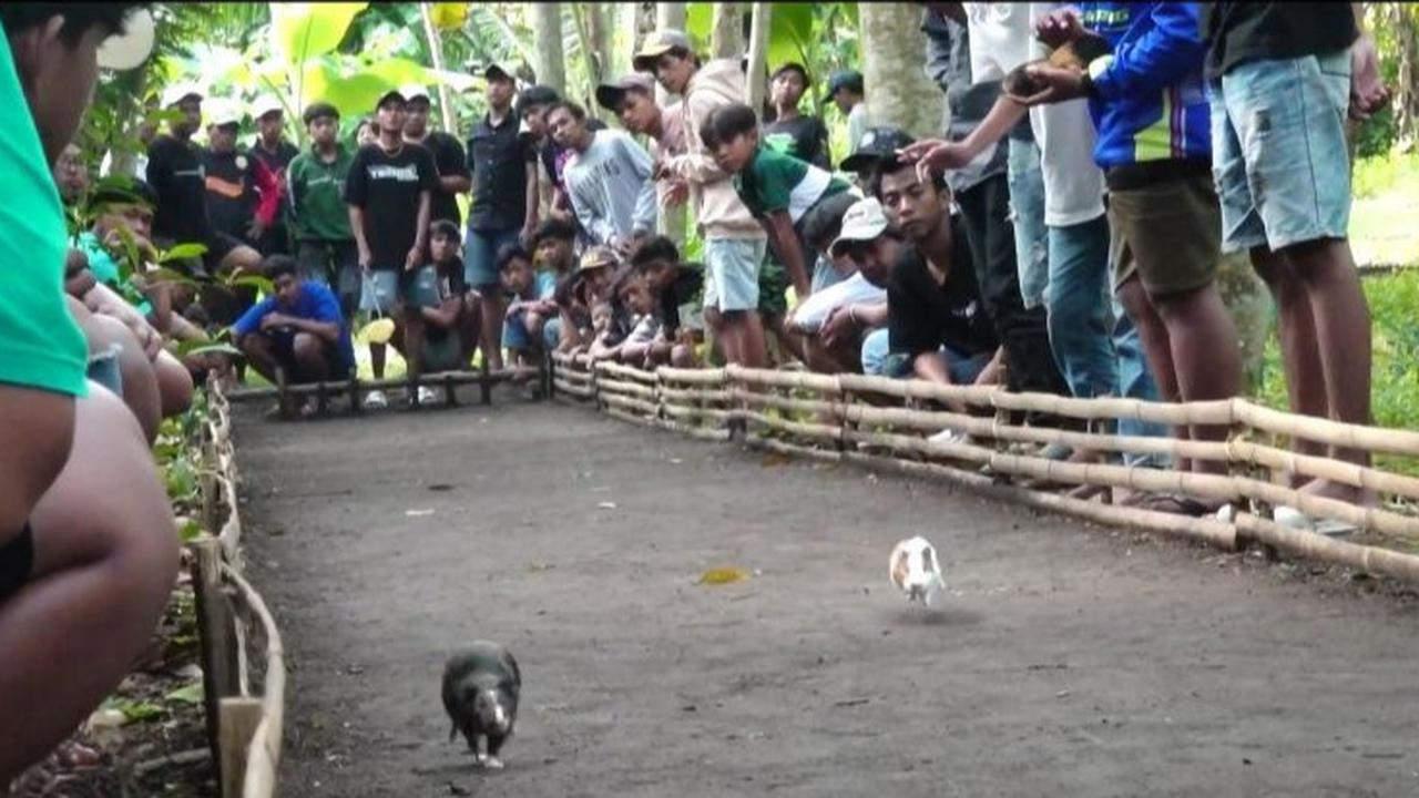 Tak Banyak yang Tahu, Marmot-Marmot Gemas Asal Lumajang Ini Jago Balapan