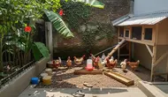 8 Jenis Ayam Kampung dan Ayam Lokal yang Rajin Bertelur, Cocok untuk Ternak Rumahan Modal Kecil