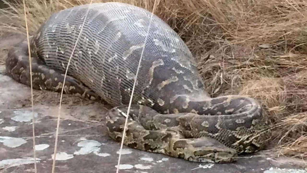 Senjata makan tuan, piton Afrika ini mati usai mangsa landak
