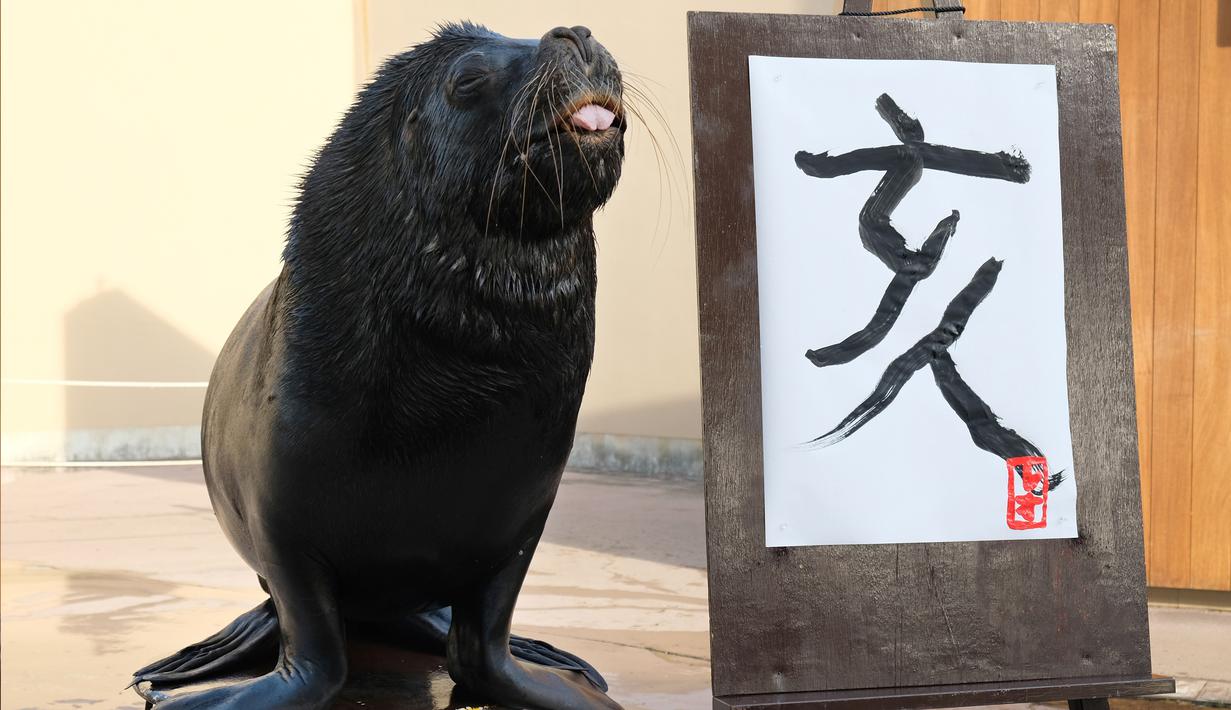 Singa laut 'Leo' berpose di samping lukisan aksara China tahun babi hutan yang dibuatnya di Hakkeijima Sea Paradise, Yokohama, Tokyo (26/12).  Tahun Baru Imlek akan dirayakan di sebagian besar Asia dan dunia. (AFP Photo/Kazuhiro Nogi)