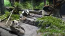 Panda kembar kelahiran Jepang Xiao Xiao dan Lei Lei terlihat bersama ibu mereka Shin Shin di Kebun Binatang Ueno Tokyo, Rabu (12/1/2022). Panda kembar raksasa yang lahir di Taman Zoologi Ueno Tokyo tahun lalu muncul di depan umum untuk pertama kalinya. (Tokyo Zoological Park Society via AP)