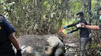 DPR Geram, Minta Tersangka Perburuan Gajah Sumatera Dihukum Berat