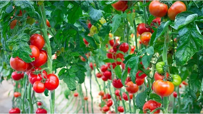 Copyright by shutterstock.com