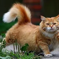 Rasulullah amat menyayangi kucing peliharaannya (foto : ilustrasi /istimewa)