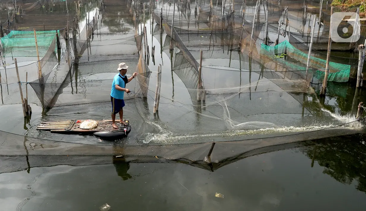 Petani menjala ikan mujair untuk dijual diantara keramba ikan hias di Situ Telaga Biru, Ciseeng, Bogor, Selasa (15/09/2020). Sebelum pandemi COVID-19, petani ikan hias mampu mendapatkan penghasilan Rp 5 juta - Rp 7 juta dan kini hanya Rp 500 ribu - Rp 700 ribu per bulan. (merdeka.com/Arie Basuki)