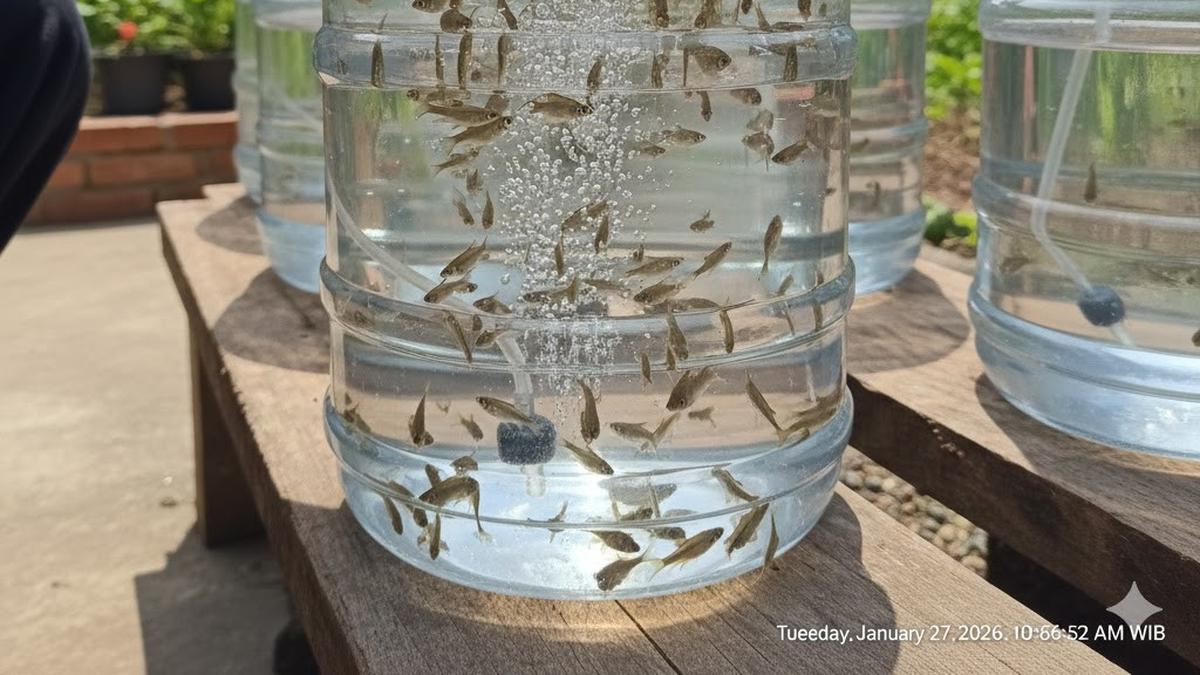 7 Tips Ternak Ikan Wader Cuma Pakai Galon untuk Pemula di Rumah