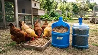 7 Cara Membuat Fermentasi Pakan Ayam Skala Rumahan Menggunakan Galon Bekas, Praktis dan Hemat Biaya