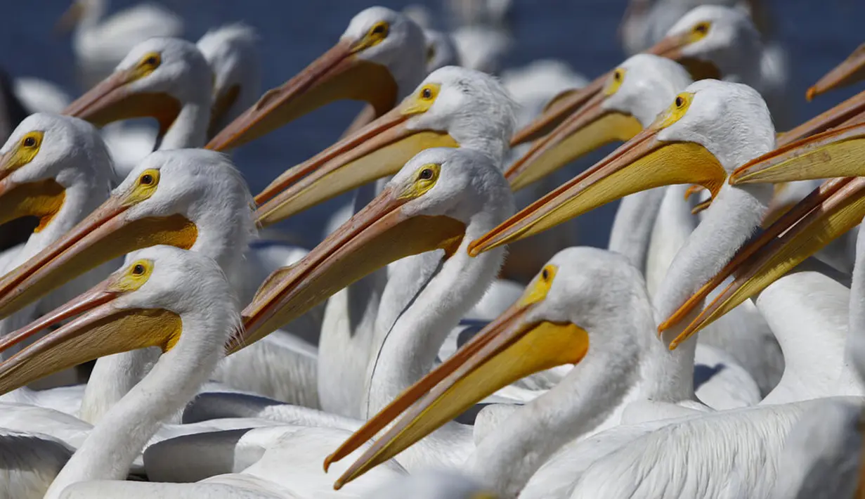 Kawanan pelicanos borregones atau pelikan putih berkumpul di Danau Chapala, Petatan, Meksiko, 5 Februari 2022. Kawanan pelikan putih datang ke Meksiko setiap tahun untuk menghindari dinginnya cuaca di utara. (AP Photo/Armando Solis)