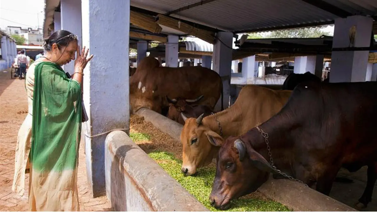 India Larang Penjualan Daging Sapi. (AP).