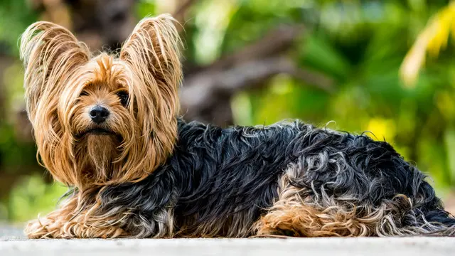 Yorkshire Terrier
