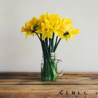 ilustrasi bunga/Photo by Annie Spratt on Unsplash