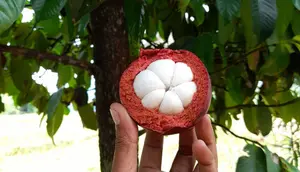 7 Pohon Buah yang Tahan Terhadap Kutu Putih, Tetap Subur Tanpa Obat Kimia