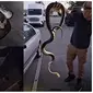 Stuart McKenzie Menangkap Ular Piton Raksasa Yang Bersembunyi di Ban Mobil. (Dok: Sunshine Coast Snake Catchers 24/7 via Facebook