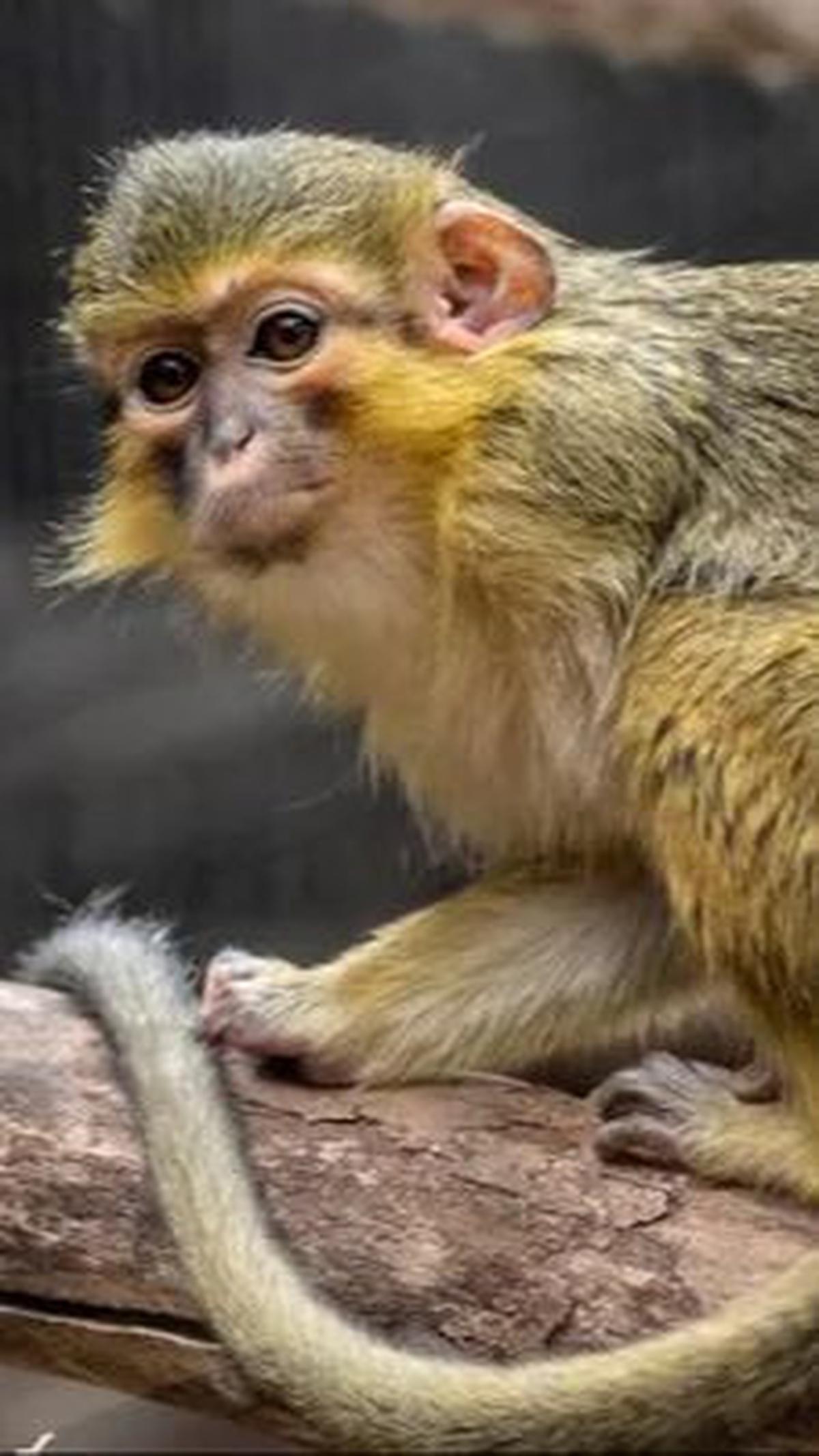 10. Monyet Talapoin<br>