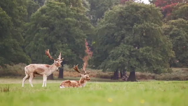Ilustrasi rusa di Taman Nara di Jepang