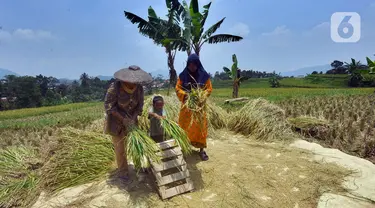 Petani melakukan panen padi jenis Ciherang di Desa Cibadak, Sukamakmur, Bogor, Jawa Barat, Minggu (19/3/2023). (merdeka.com/Arie Basuki)