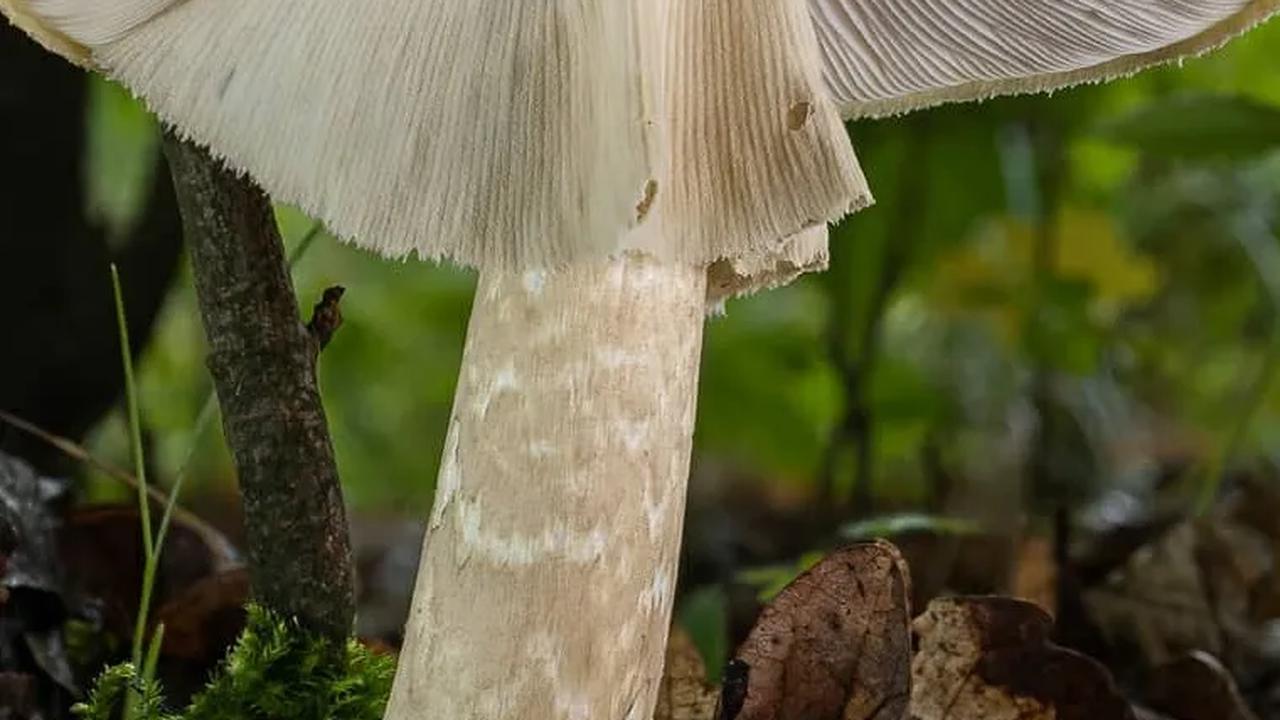 Amanita Phalloides