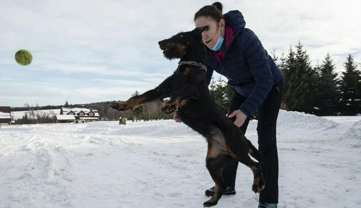 Lenka Vlachova, bermain salju dengan anjing Jagd Terrier miliknya bernama Laky di depan pusat pelatihan anjing pelacak COVID-19, Kliny, Republik Ceko, 22 Januari 2021. Studi ini dirancang untuk memverifikasi kemampuan anjing dalam mendeteksi COVID-19. (Michal Cizek/AFP)