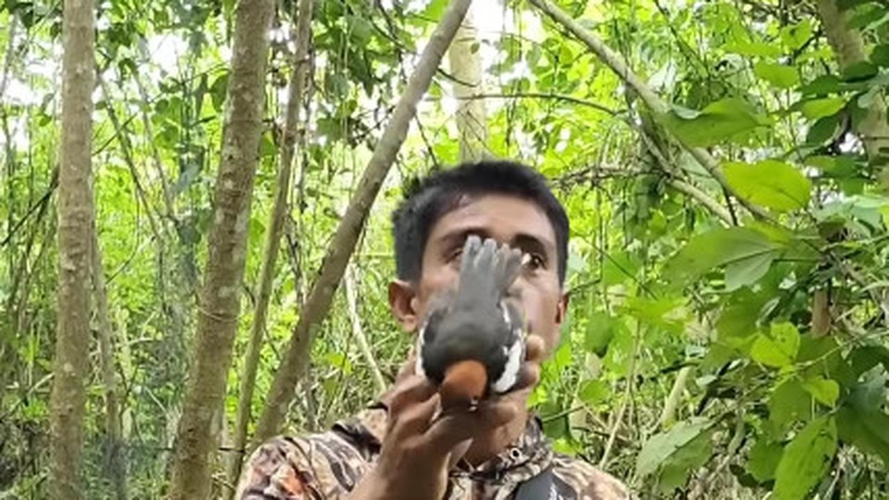 Canggih Pria Ini Tangkap Burung Anis Kembang yang Pernah Jadi Favorit Penghobi