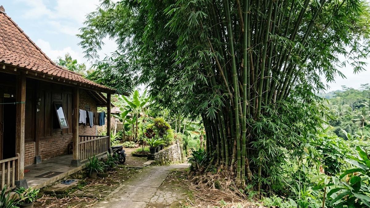 7 Tanaman yang Sebaiknya Tidak Ditanam di Dekat Rumah agar Terhindar dari Kerusakan
