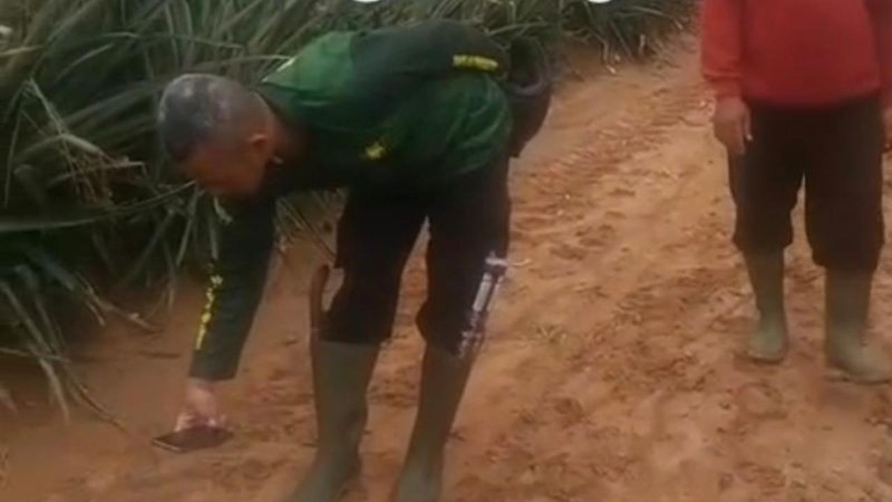 KSDA Lampung Pastikan Jejak Harimau Sumatera Ditemukan di Kebun Nanas